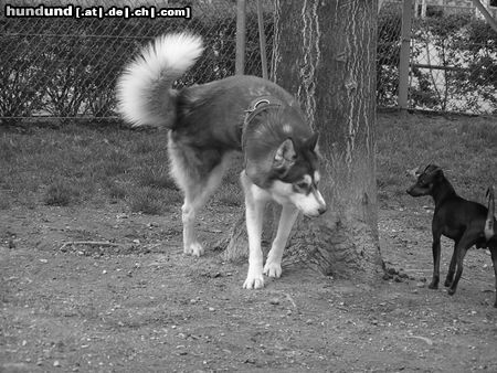 Siberian Husky Hunde Foto 21101 Siberian Husky huskyrüde