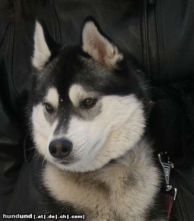 Siberian Husky Hunde Foto 13575 Siberian Husky AZJA Nocny Wedrowiec