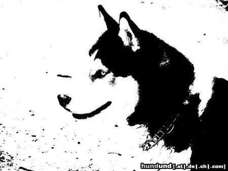 Siberian Husky