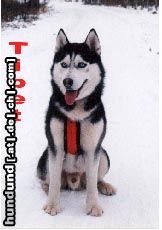 Siberian Husky Hunde Foto 18763 in höherer Auflösung ansehen Siberian Husky In Memoriam an meinen treuen Freund Tibet !