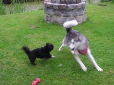 Siberian Husky Hunde Foto 34819 Siberian Husky toben...