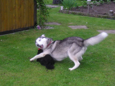 Siberian Husky Hunde Foto 34820 Siberian Husky und fangen..