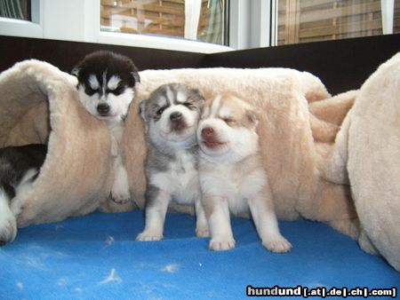 Siberian Husky Hunde Foto 22821 Siberian Husky Sheila, Kazim und Akimo 18 Tage