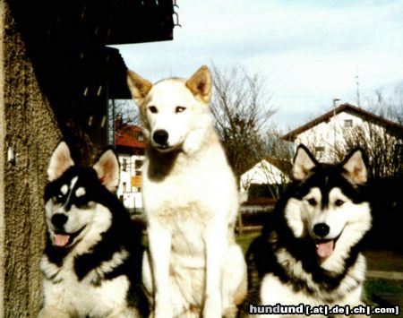 Siberian Husky Hunde Foto 16666 in höherer Auflösung ansehen Siberian Husky Figaro-Kalina-Wolf