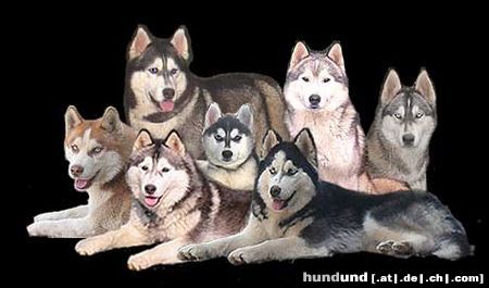 Siberian Husky Hunde Foto 10753 Siberian Husky Unser Huskyrudel