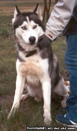 Siberian Husky Astor, wartet derzeit im Tierheim auf ein neues Zuhause