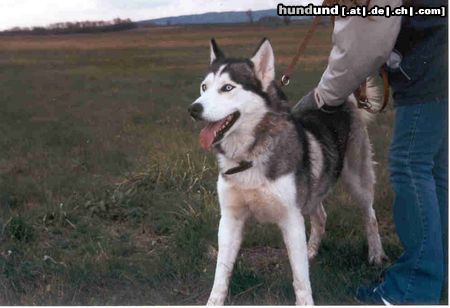 Siberian Husky Astor, wartet derzeit im Tierheim auf ein neues Zuhause