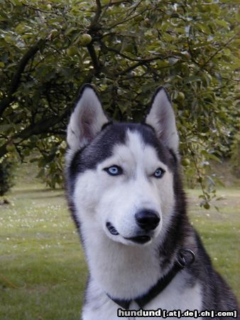Siberian Husky Hunde Foto 10748 Siberian Husky Dodge