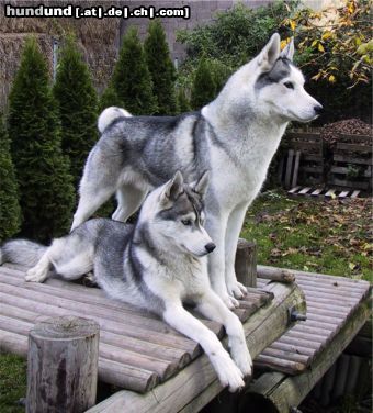 Siberian Husky Hunde Foto 4494 Siberian Husky Bonny und Timmy auf dem