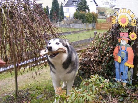 Siberian Husky Ein toller Knochen