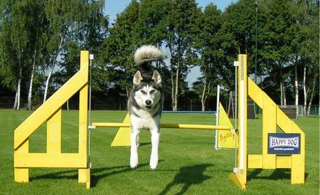 Siberian Husky Hunde Foto 30167 in höherer Auflösung ansehen Siberian Husky Gally \ Hauptsache Spaß haben
