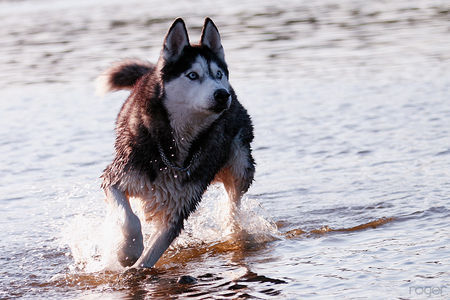 Siberian Husky Delos bem spielen