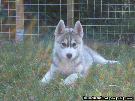 Siberian Husky Hunde Foto 23424 in höherer Auflösung ansehen Siberian Husky Hakeem Kae Kazim 3 Monate