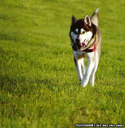 Siberian Husky Hunde Foto 24680 in höherer Auflösung ansehen Siberian Husky Husky Pirat im Galopp