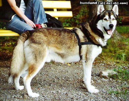 Siberian Husky Hunde Foto 24679 in höherer Auflösung ansehen Siberian Husky Husky Pirat beim Beobachten seiner Umgebung