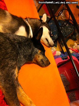 Siberian Husky Husky und ACD im Tiefschlaf