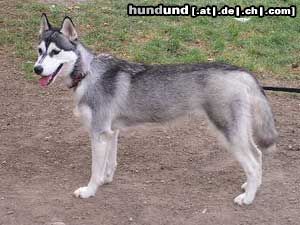 Siberian Husky Hunde Foto 20428 in höherer Auflösung ansehen Siberian Husky Diabolo