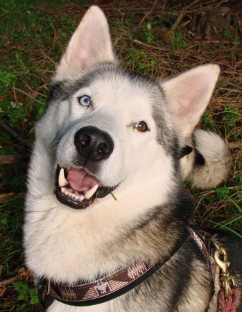 Siberian Husky