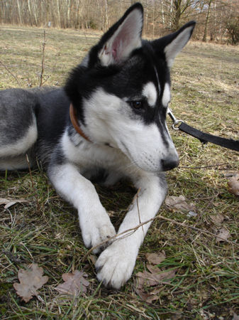 Siberian Husky Hunde Foto 30069 in höherer Auflösung ansehen Siberian Husky ...