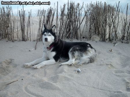 Siberian Husky Hunde Foto 22825 in höherer Auflösung ansehen Siberian Husky Laska auf Sylt