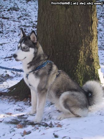 Siberian Husky Hunde Foto 7829 Siberian Husky ein echter