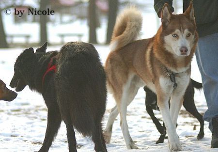 Siberian Husky Hunde Foto 28849 in höherer Auflösung ansehen Siberian Husky Prater