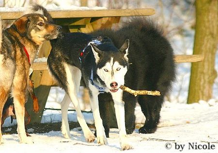 Siberian Husky Hunde Foto 28852 in höherer Auflösung ansehen Siberian Husky Prater