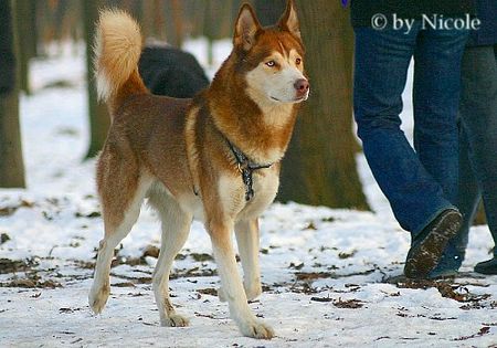 Siberian Husky Hunde Foto 28857 in höherer Auflösung ansehen Siberian Husky Prater
