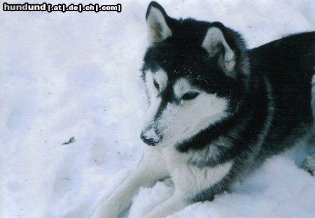 Siberian Husky Hunde Foto 7197 Siberian Husky Unser Husky Mädchen Nikita