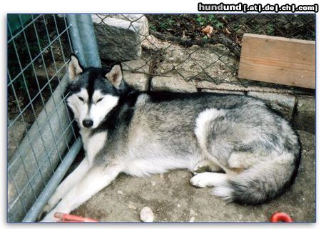 Siberian Husky Hunde Foto 7200 Siberian Husky Unser Husky Mädchen Nikita