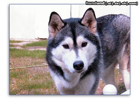 Siberian Husky Hunde Foto 7201 Siberian Husky Unser Husky Mädchen Nikita