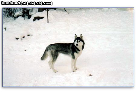 Siberian Husky Hunde Foto 7198 Siberian Husky Unser Husky Mädchen Nikita