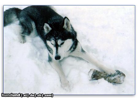 Siberian Husky Unser Husky Mädchen Nikita