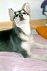 Siberian Husky Foto: ...da riecht doch was... (ID 20351) Siberian Husky Hund