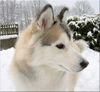 Siberian Husky Hund