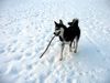 Siberian Husky Foto: High Life im Schnee (ID 7976) Siberian Husky Hund