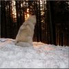 Siberian Husky Foto: Nanook of Bohemian Wind (ID 46284) Siberian Husky Hund