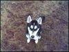 Siberian Husky Foto: meine süße mit 3 mon (ID 29432) Siberian Husky Hund