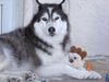 Siberian Husky Foto: Tyron: es muss nicht immer Fleisch sein! (ID 27707) Siberian Husky Hund
