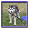 Siberian Husky Foto: Unsere Akasha vor dem Training (ID 4732) Siberian Husky Hund
