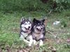 Siberian Husky Foto: ace und takira (ID 1666) Siberian Husky Hund