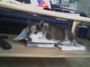 Siberian Husky Foto: Mein Sancho (ID 35083) Siberian Husky Hund