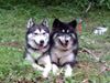 Siberian Husky Foto: ace und takira (ID 1667) Siberian Husky Hund