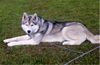 Siberian Husky Foto: Bonny (ID 4497) Siberian Husky Hund