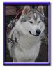 Siberian Husky Foto: Arkon the Independence (ID 4734) Siberian Husky Hund