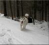Siberian Husky Hund