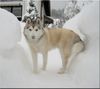 Siberian Husky Hund