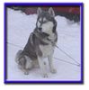 Siberian Husky Foto: Wann gehts den endlich los? (ID 4735) Siberian Husky Hund