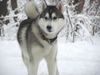 Siberian Husky Foto: ..und nochmal Timber im Schnee (ID 4033) Siberian Husky Hund