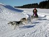 Siberian Husky Foto: Hundeschlitten sind meine Bestimmung (ID 7068) Siberian Husky Hund